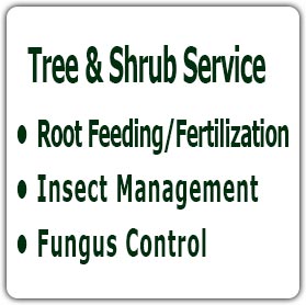 Tree & Shrub Service, Root Feeding/Fertilization, Insect Management, Fungus Control